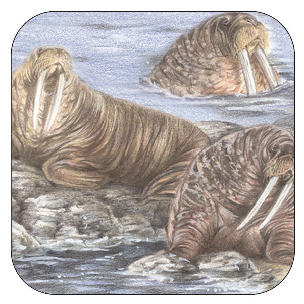 Coaster per 3 Walruses