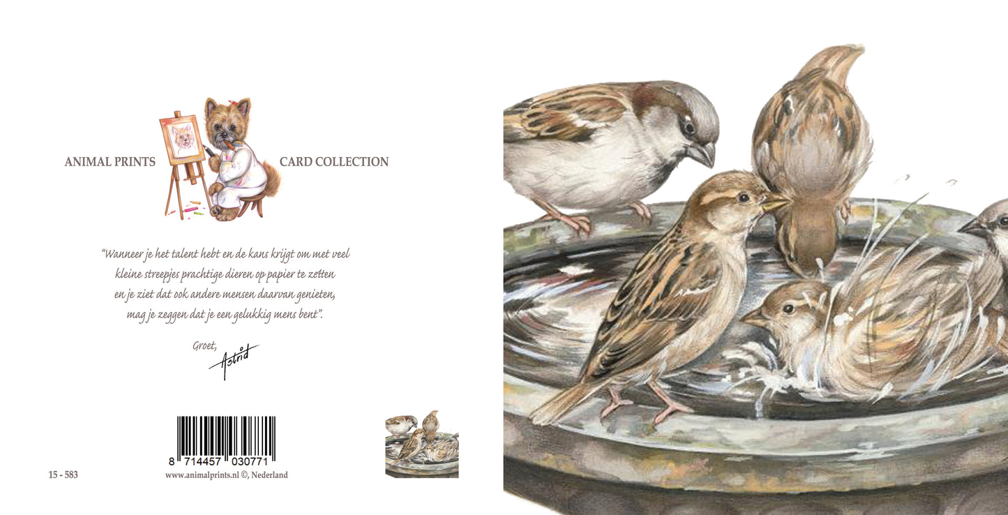 Square card - A refreshing and lively get-together with all the local sparrows... (birds)