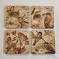 Set van 4 onderzetters - Vogelserie