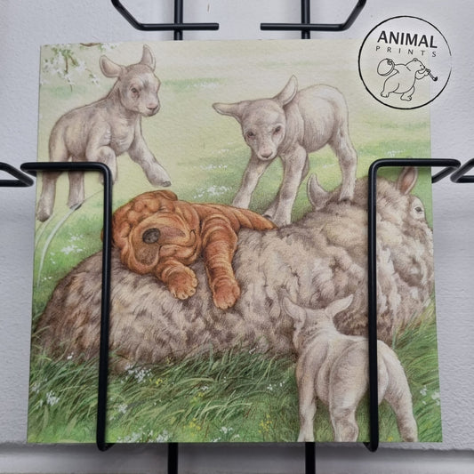 Vierkante kaart - Ligt echt heerlijk zo'n schapenwollen vachtje. (hond, sharpei, schapen)
