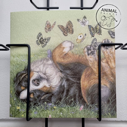 Square card - Bernese Mountain Dog with butterflies on/in his stomach - Valentine's Day feeling... (dog print)