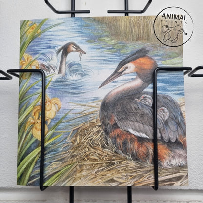 Square card - Great Crested Grebe with young between its wings. (Birds)