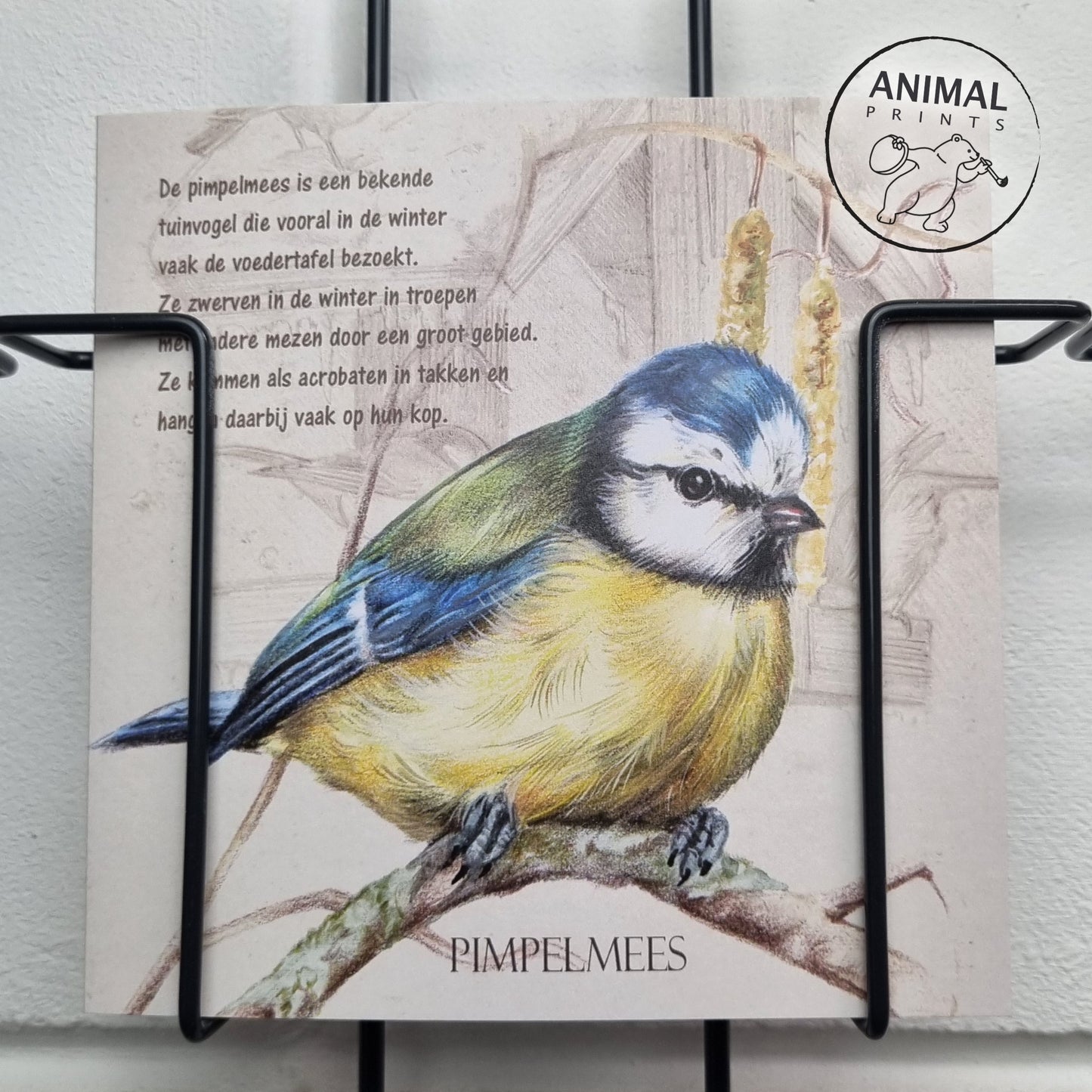 Square card - Blue Tit (Bird)