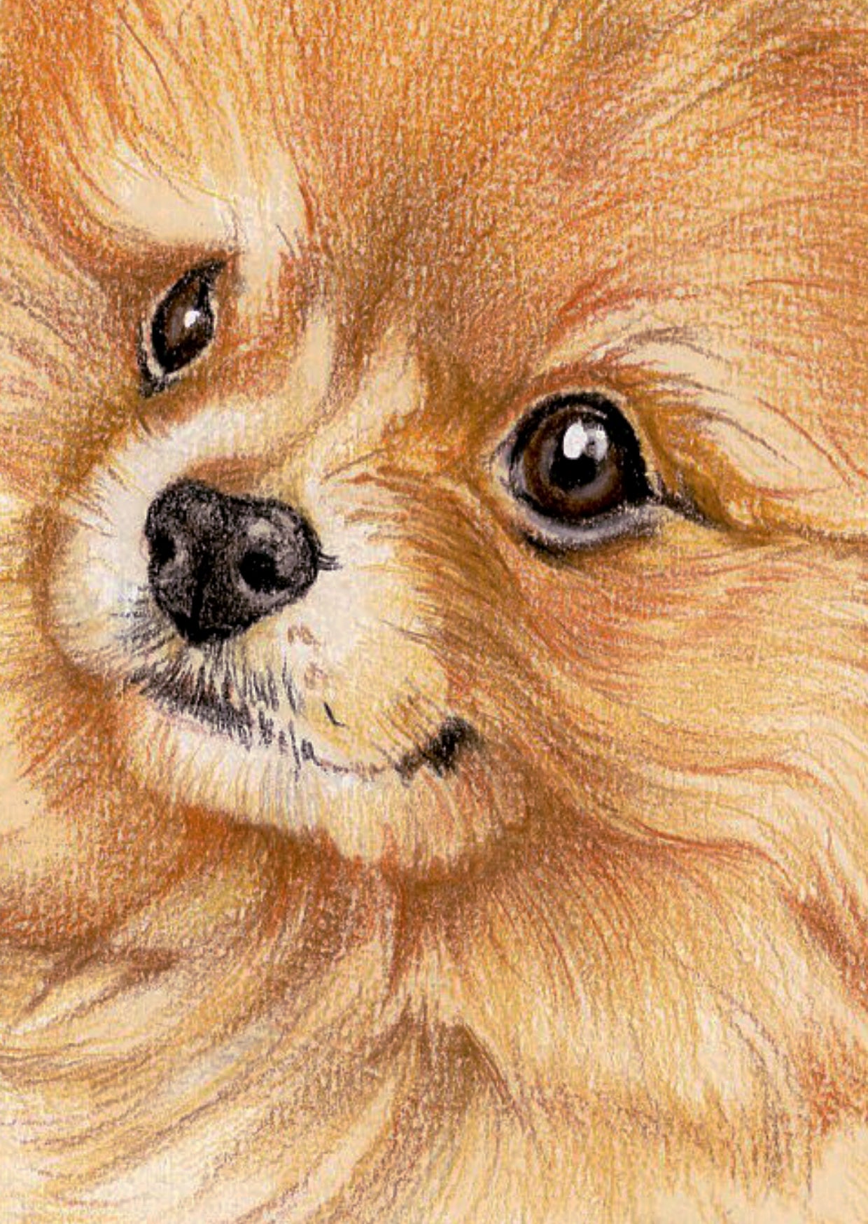 Kraftpapierkarte im A6-Format (Postkarte) - Kartennummer 19 - Pomeranian (5er-Packung)