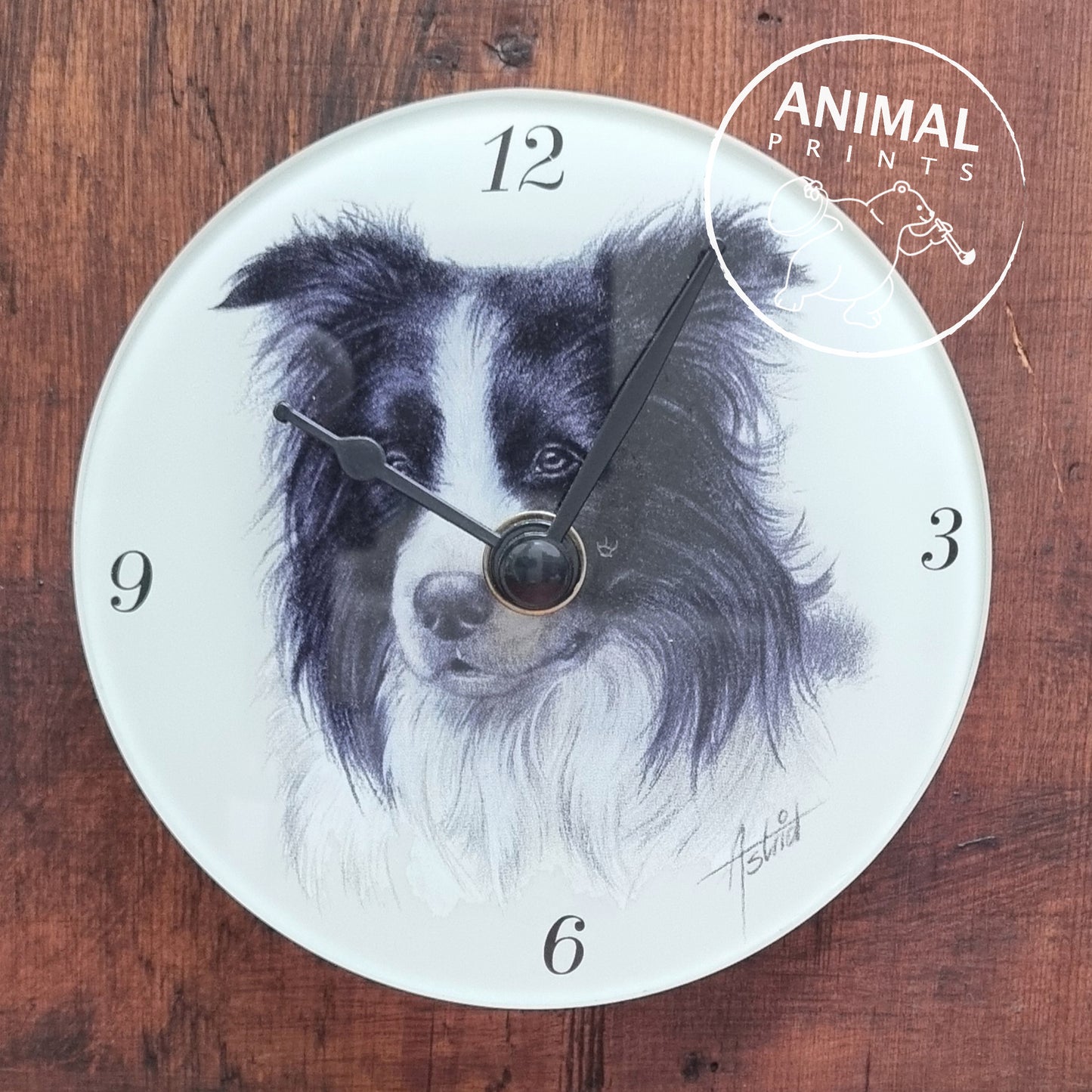 Klok Border Collie