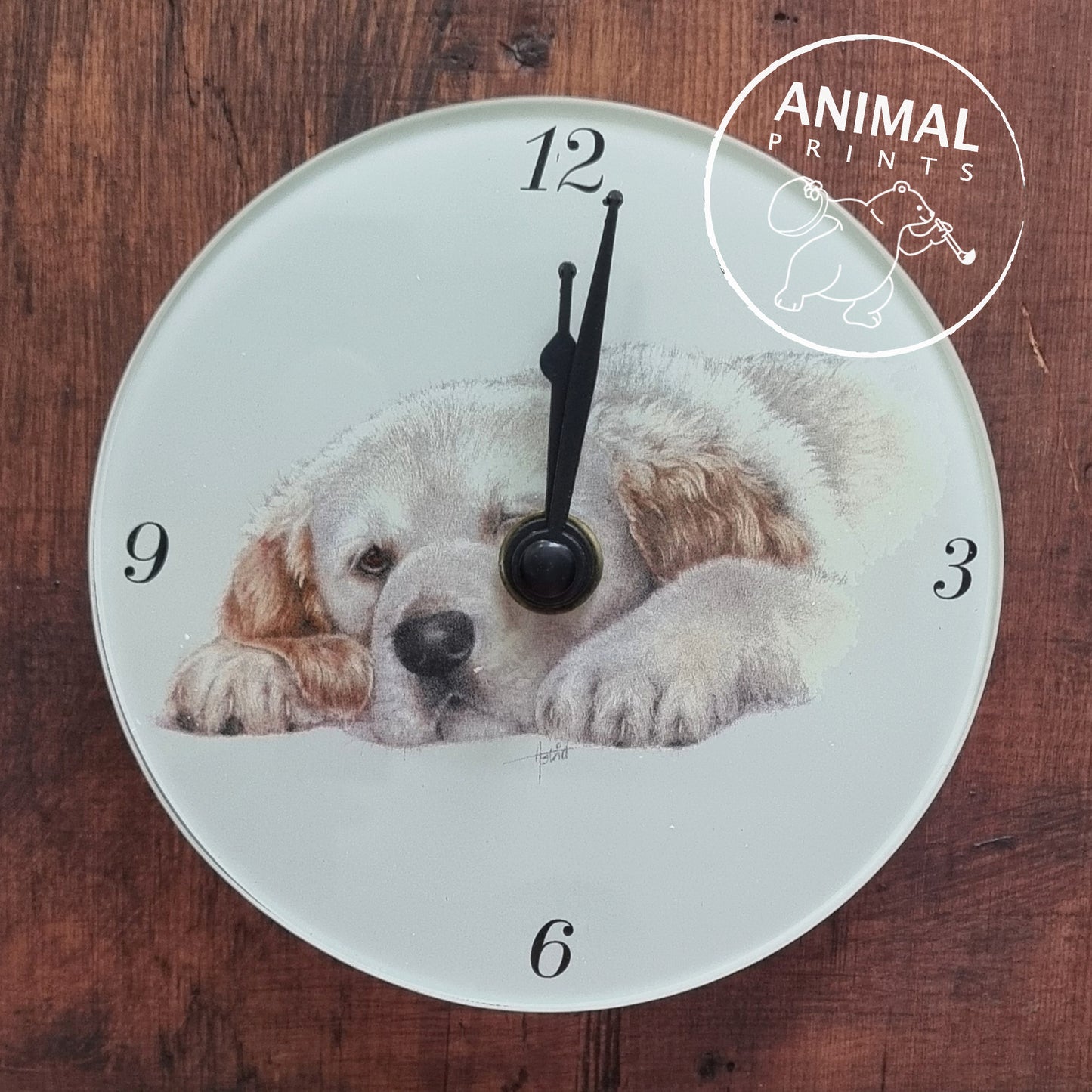 Klok Liggende Golden Retriever