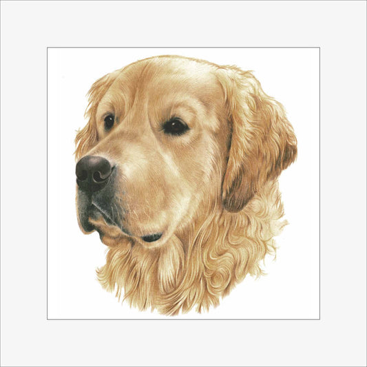 Reproductie "Golden Retriever".