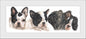 Reproductie "Franse Bulldog pups".