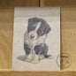 Kraftpapierkarte im A6-Format (Postkarte) - Kartennummer 1 - Border Collie (5er-Packung)