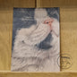 A6-sized kraft card (postcard) - card number 23 - Black and White Kitten (pack of 5)