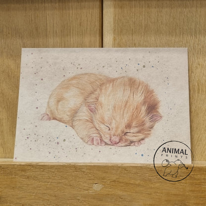 A6 Kraftpapierkarte (Postkarte) - Kartennummer 8 - Kätzchenrot (5er-Packung)
