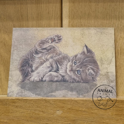 Kraftpapierkarte im Format A6 (Postkarte) - Kartennummer 10 - Liegendes Kätzchen (5er-Packung)