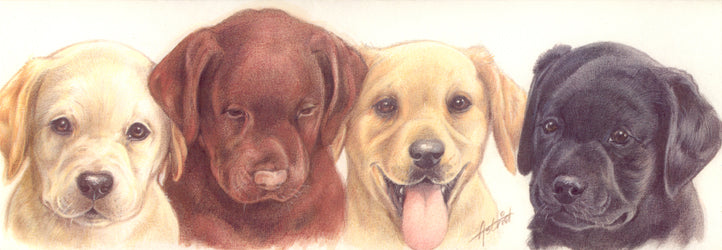 Smalle kaarten - Labrador Retrievers