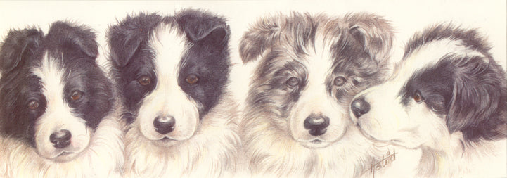Smalle kaarten - Border Collie