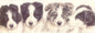 Smalle kaarten - Border Collie