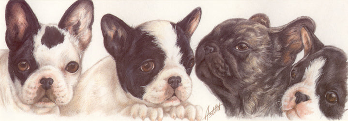 Smalle kaarten - Franse Bulldog