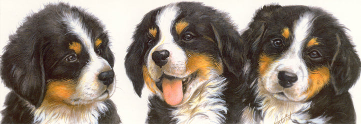 Smalle kaarten - Berner Sennenhond