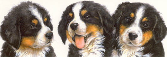 Smalle kaarten - Berner Sennenhond