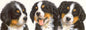 Smalle kaarten - Berner Sennenhond
