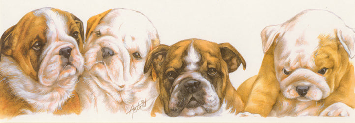 Smalle kaarten - Engels Bulldog
