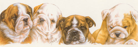 Smalle kaarten - Engels Bulldog