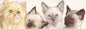 Smalle kaarten - Kattencollage 2