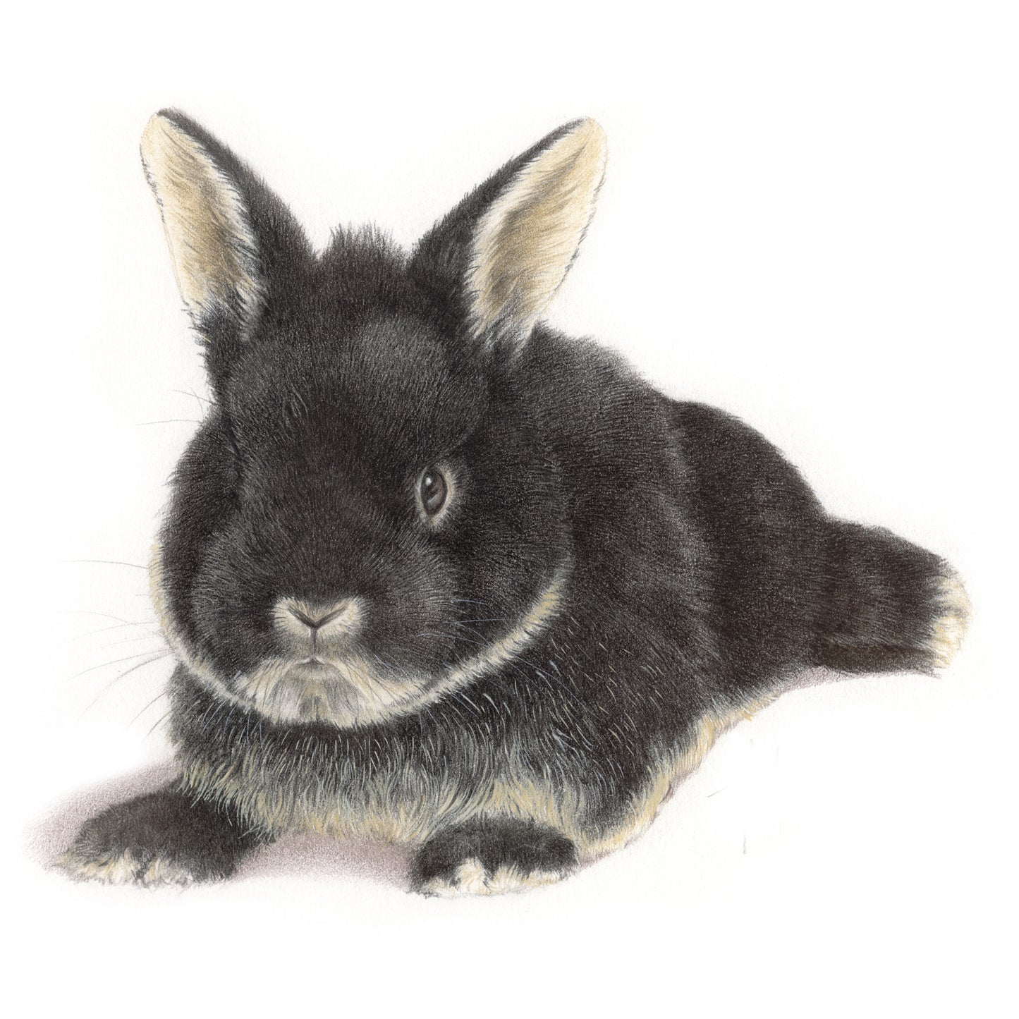 Square card - Bunnies are also very welcome