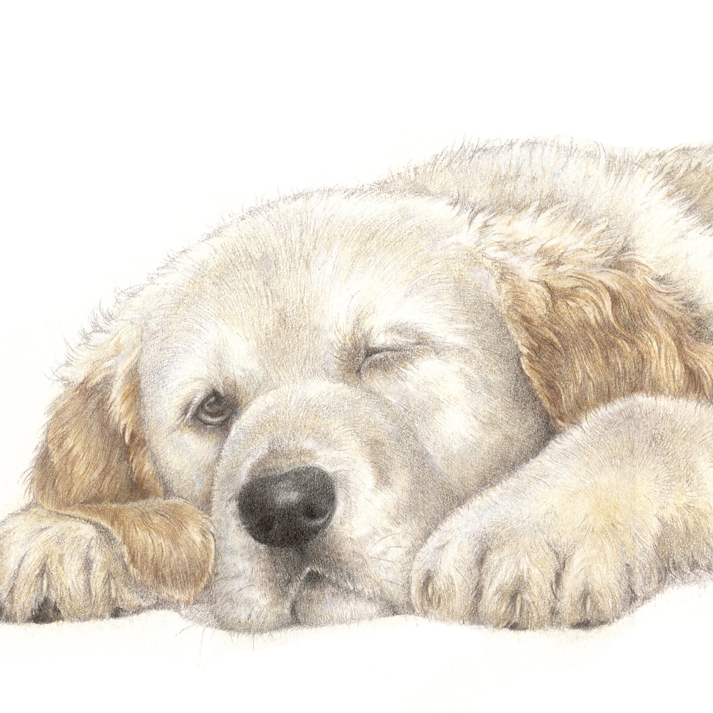 Square Card - Why rush when taking it easy is just as good... (Golden Retriever dog print)