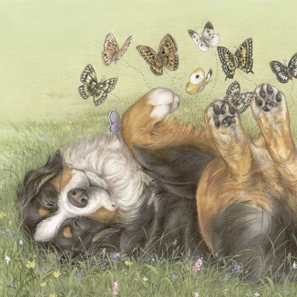 Quadratische Karte – Berner Sennenhund mit Schmetterlingen auf/im Bauch – Valentinstagsgefühl… (Hundemotiv)