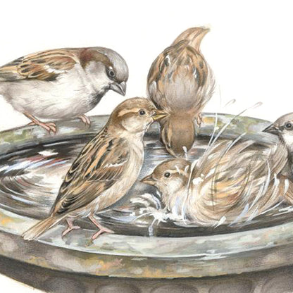 Square card - A refreshing and lively get-together with all the local sparrows... (birds)