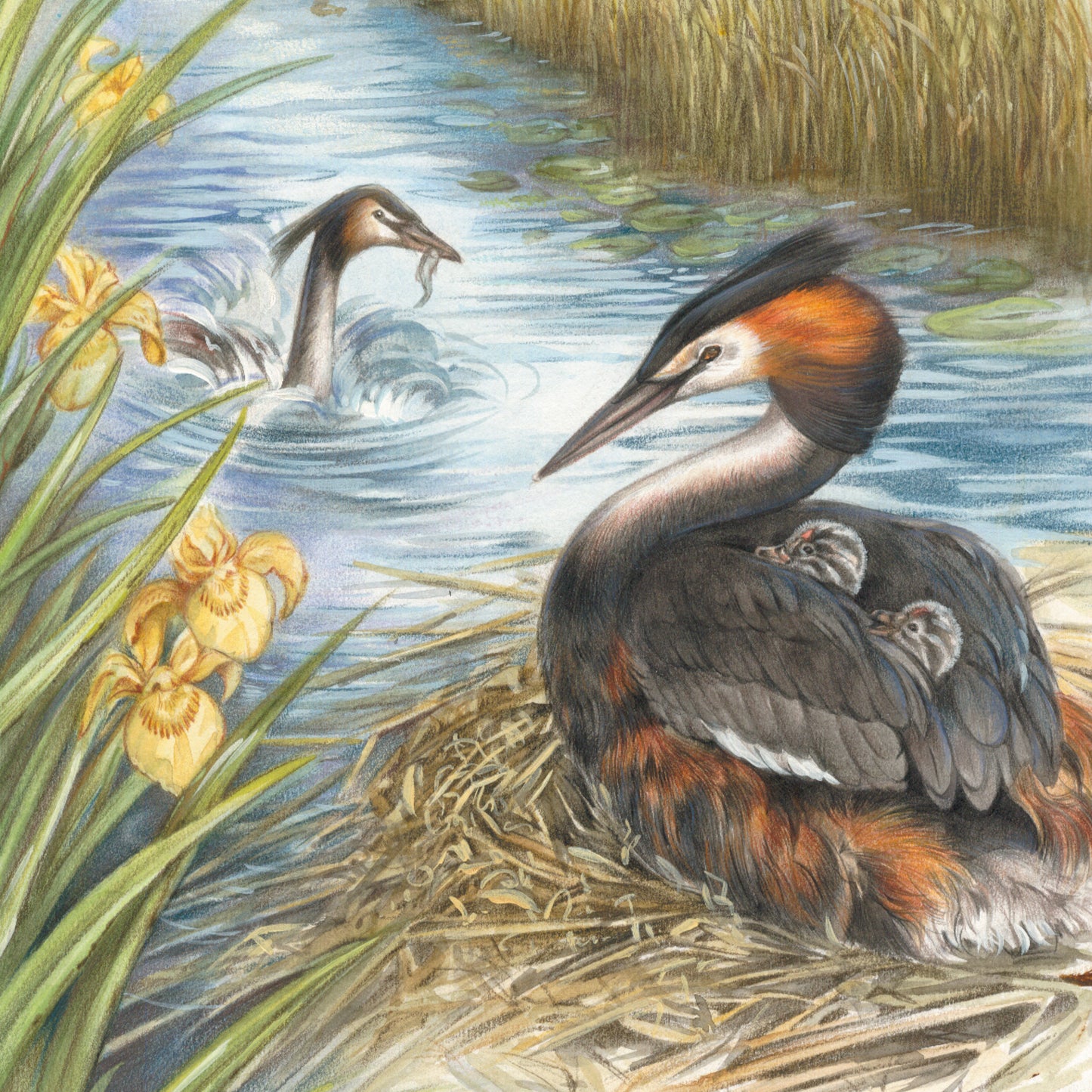 Square card - Great Crested Grebe with young between its wings. (Birds)