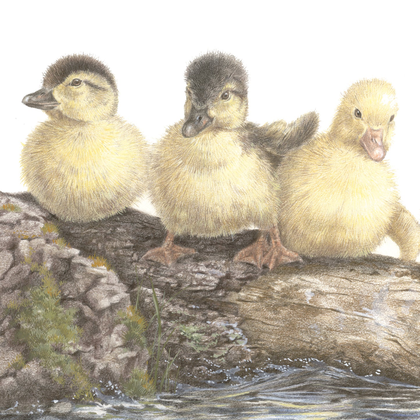 Square card - The Three Musketeers in Consultation (Ducks)
