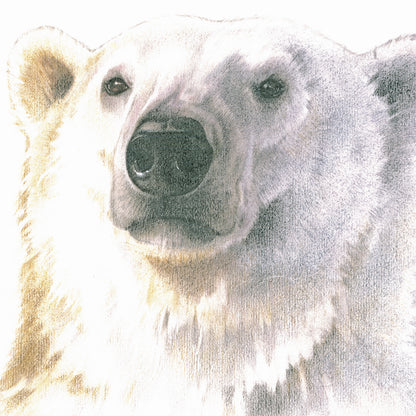 Square card - Polar bear, self-portrait