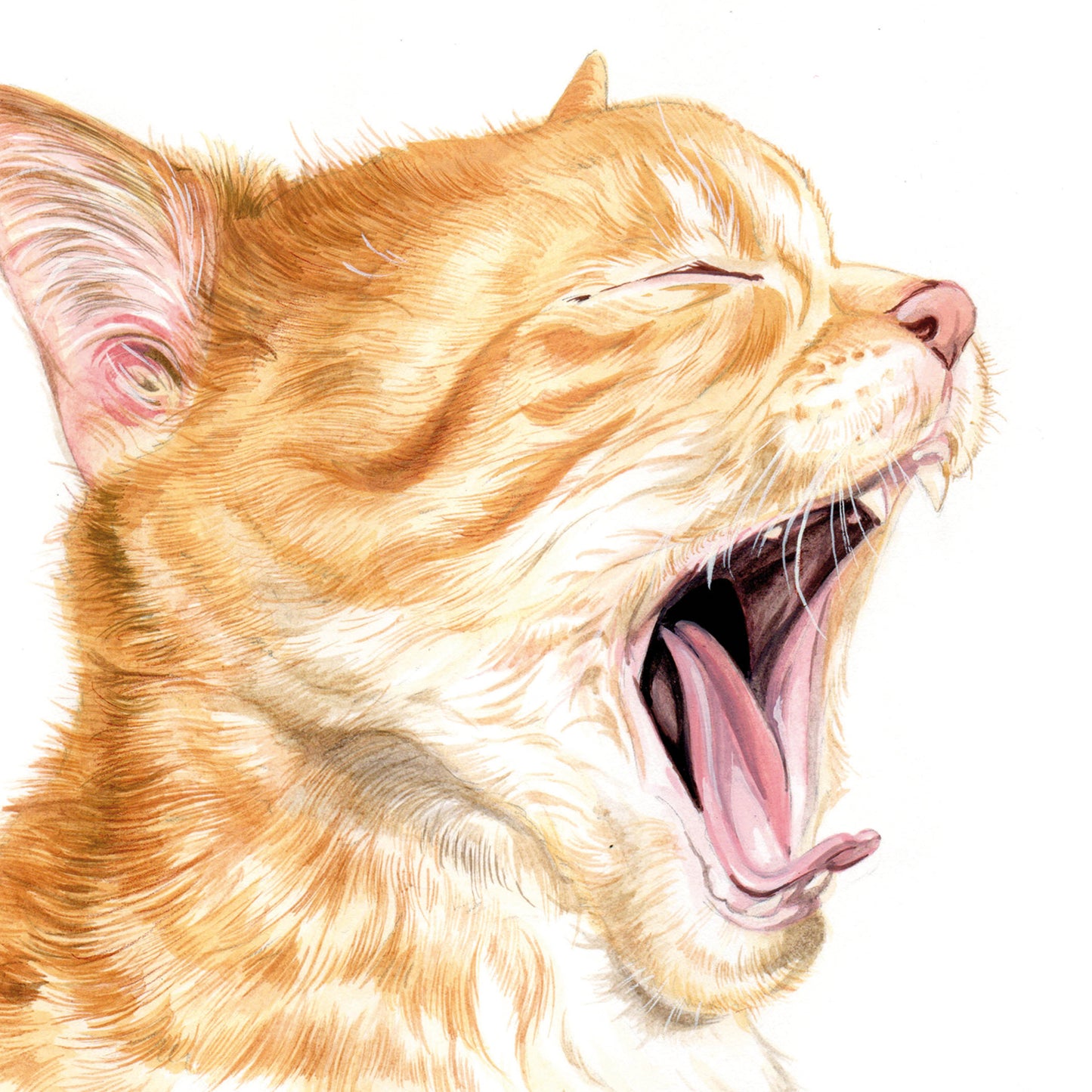 Vierkante kaart -  Gapende kittens bijten niet...