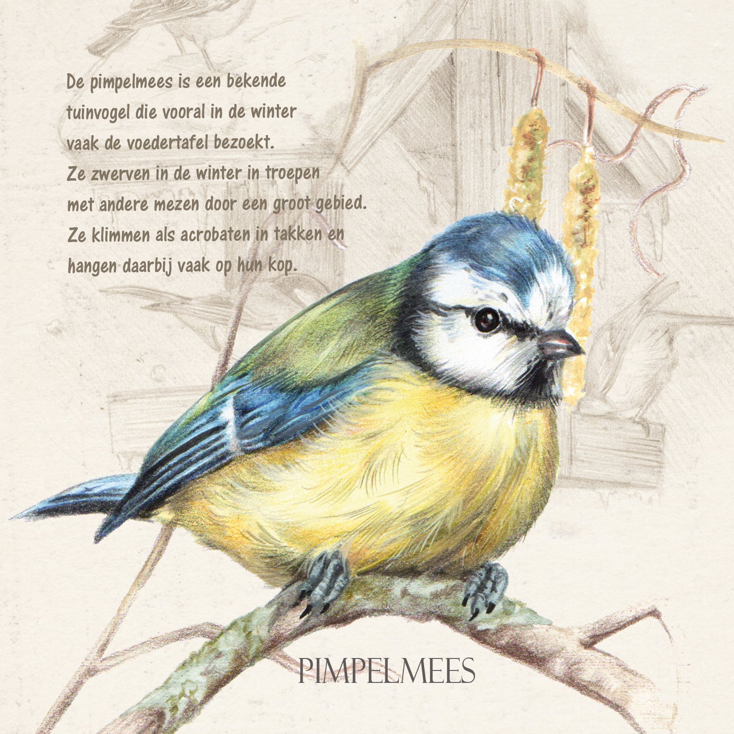 Square card - Blue Tit (Bird)