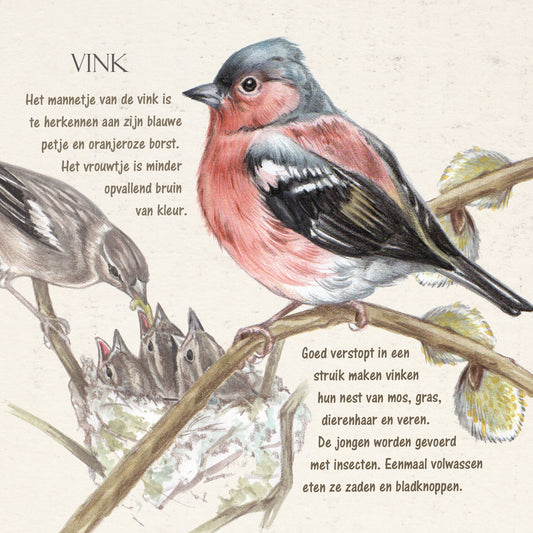 Square card - Finch (Birds)