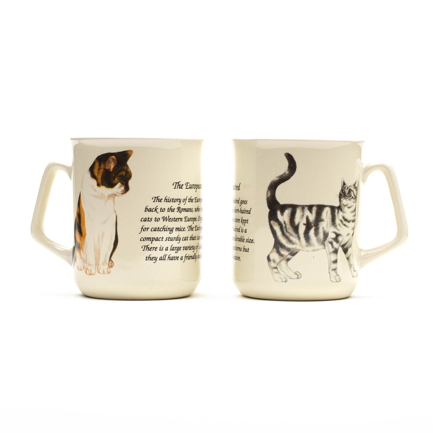 Tasse Europäisch Kurzhaarkatze