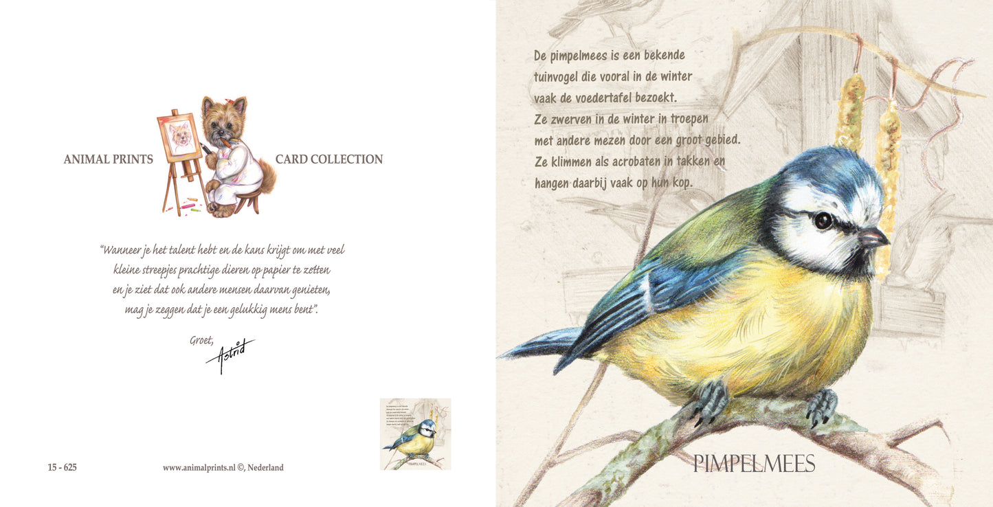 Square card - Blue Tit (Bird)